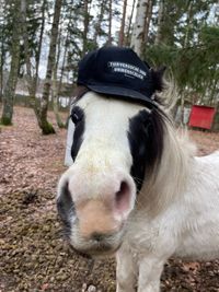 Gast Pferd Welsh Pony Keks-Perito