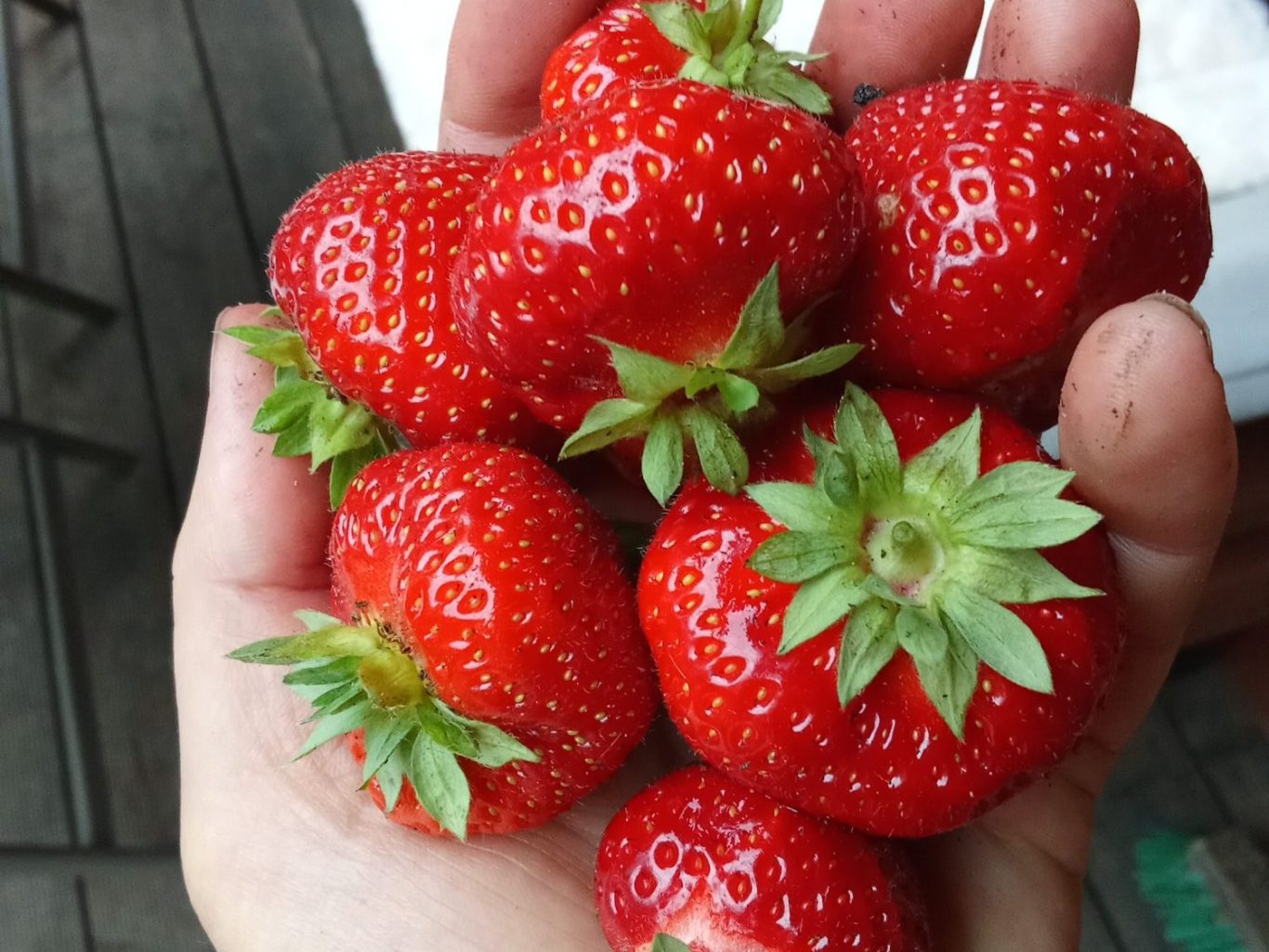 Erdbeeren aus dem Hausgarten dank Kompost.